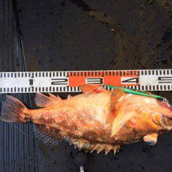 第二龍勢丸 釣果