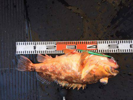 第二龍勢丸 釣果