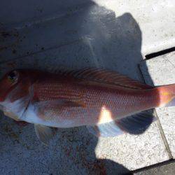 第二龍勢丸 釣果