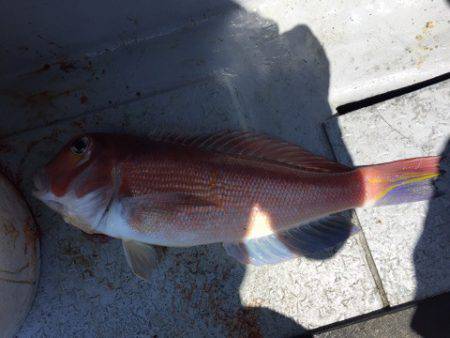 第二龍勢丸 釣果