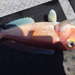 第二龍勢丸 釣果