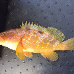 第二龍勢丸 釣果