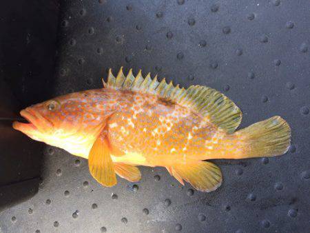 第二龍勢丸 釣果