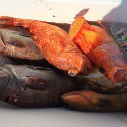 第二龍勢丸 釣果