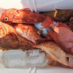 第二龍勢丸 釣果