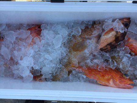 第二龍勢丸 釣果