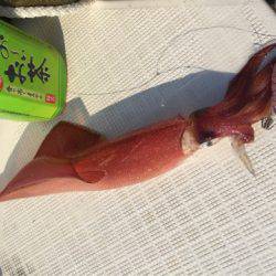 「LaGooN」蒼陽丸 日和号 釣果