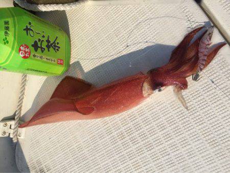 「LaGooN」蒼陽丸 日和号 釣果