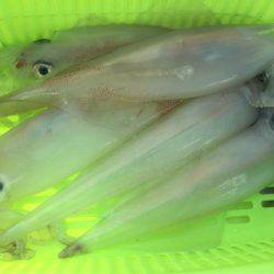 「LaGooN」蒼陽丸 日和号 釣果