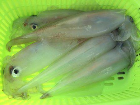 「LaGooN」蒼陽丸 日和号 釣果