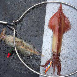 第二龍勢丸 釣果