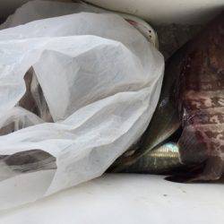 第二龍勢丸 釣果