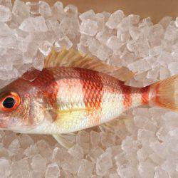 ＴＡＲＯＭＡＲＵ 釣果