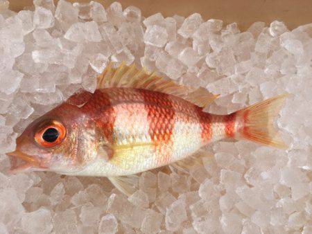 ＴＡＲＯＭＡＲＵ 釣果