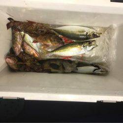 ヤザワ渡船 釣果