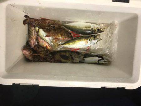 ヤザワ渡船 釣果