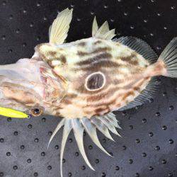 第二龍勢丸 釣果