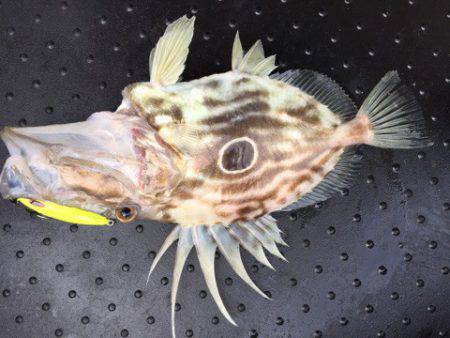 第二龍勢丸 釣果