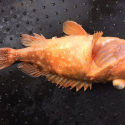 第二龍勢丸 釣果