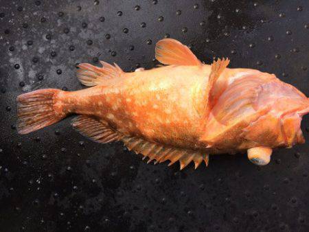 第二龍勢丸 釣果