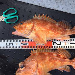 第二龍勢丸 釣果