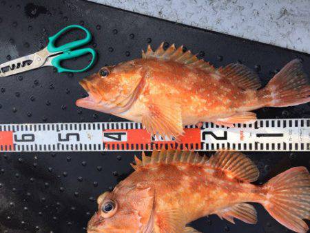 第二龍勢丸 釣果