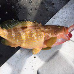 第二龍勢丸 釣果