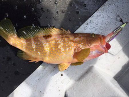 第二龍勢丸 釣果