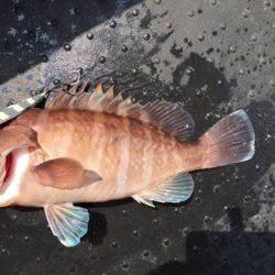 第二龍勢丸 釣果