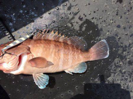 第二龍勢丸 釣果