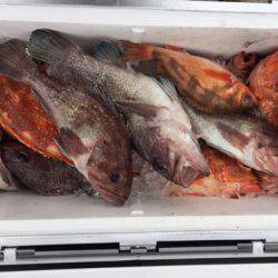 第二龍勢丸 釣果