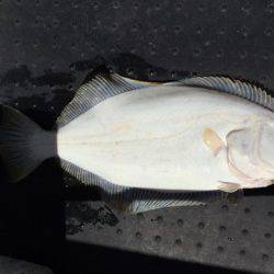 第二龍勢丸 釣果