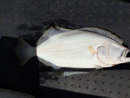 第二龍勢丸 釣果