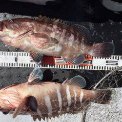 第二龍勢丸 釣果