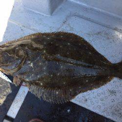 第二龍勢丸 釣果