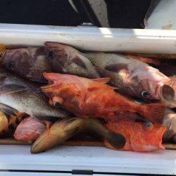 第二龍勢丸 釣果