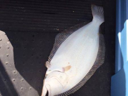 第二龍勢丸 釣果