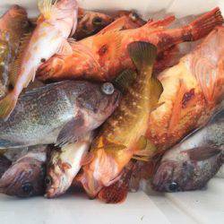 第二龍勢丸 釣果