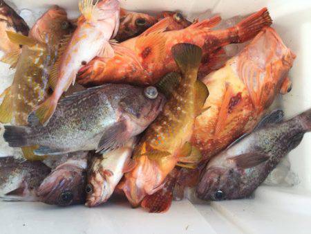 第二龍勢丸 釣果