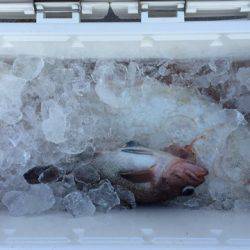 第二龍勢丸 釣果