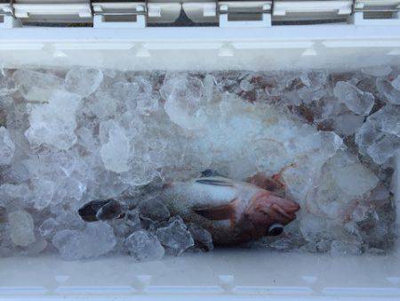 第二龍勢丸 釣果