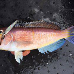 第二龍勢丸 釣果