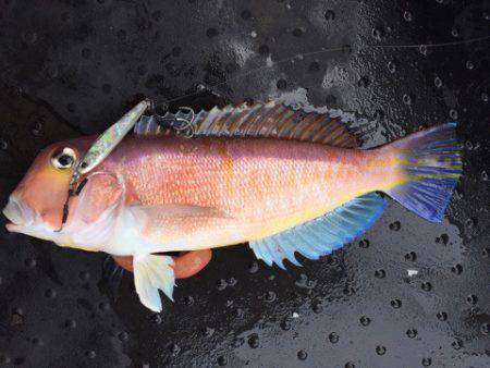 第二龍勢丸 釣果