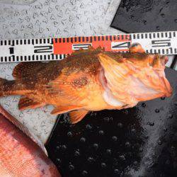 第二龍勢丸 釣果