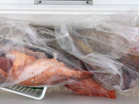 第二龍勢丸 釣果