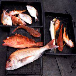 渡船屋たにぐち 釣果