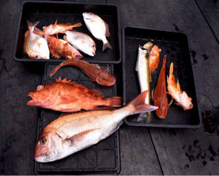 渡船屋たにぐち 釣果