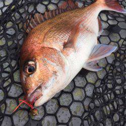 第二 海洋丸 釣果