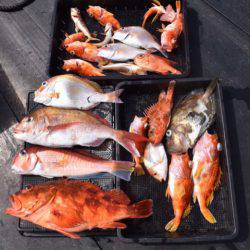 渡船屋たにぐち 釣果