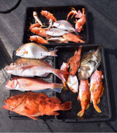 渡船屋たにぐち 釣果